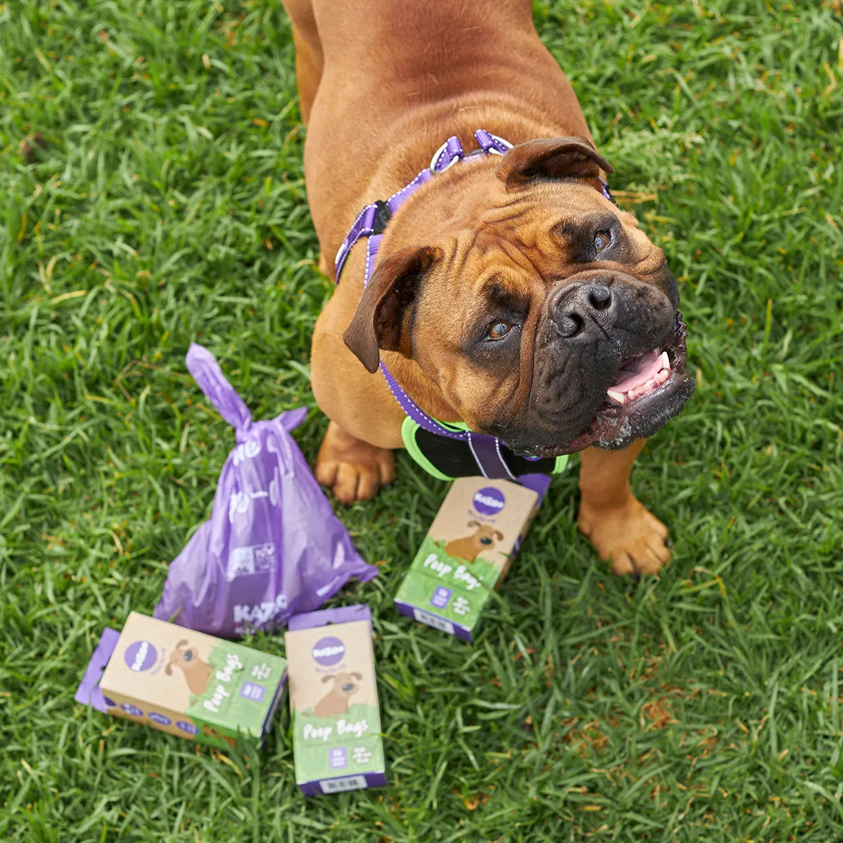 Eco-Friendly Compostable Biodegradable Poop Bags - 100pk
