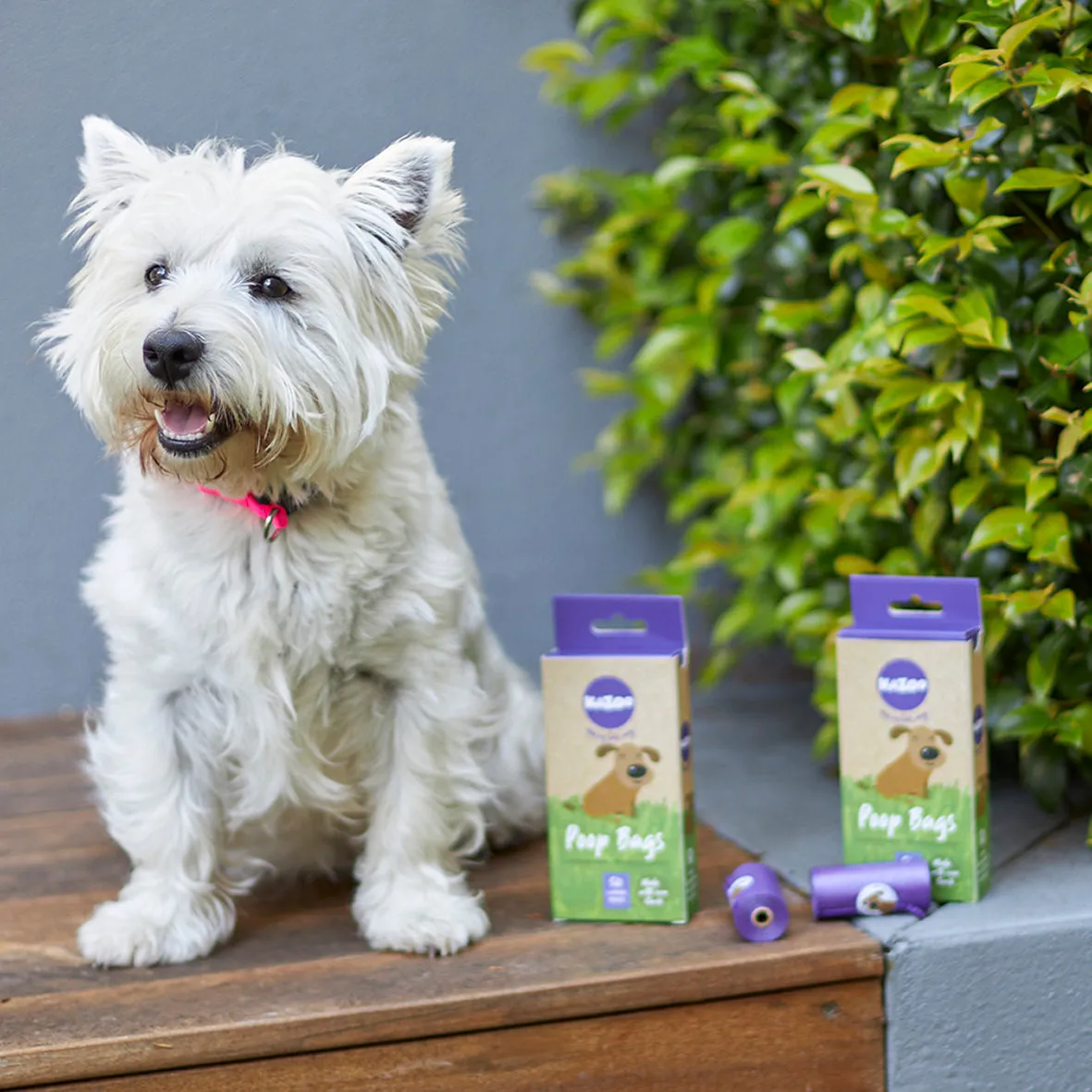 Eco-Friendly Compostable Biodegradable Poop Bags - 100pk