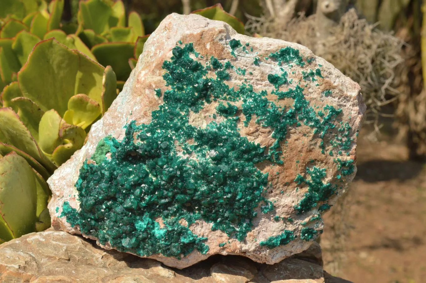 Natural Classic XXL Dioptase Museum Specimen x 1 From Tantara, Congo