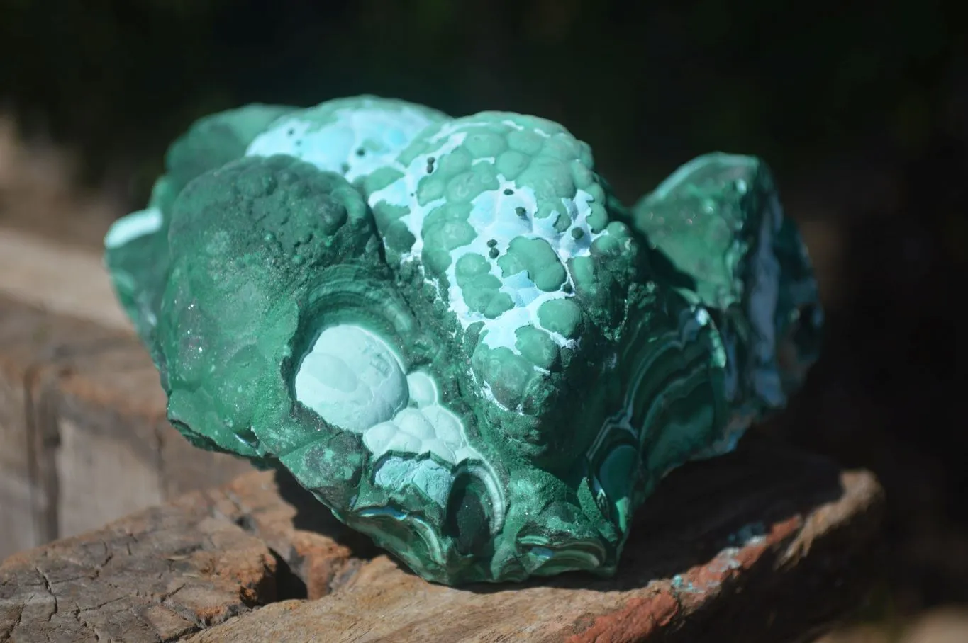 Natural Gorgeous Botryoidal Malacholla Specimen  x 1 From Congo