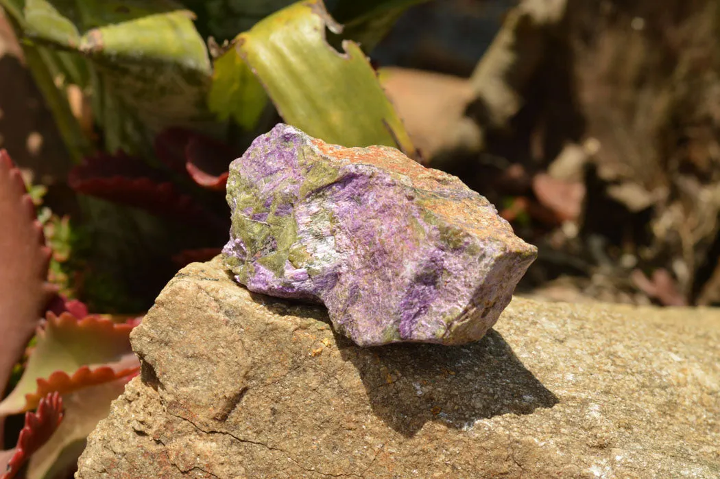 Natural Selected Purple Stichtite Specimens x 21 From Barberton, South Africa