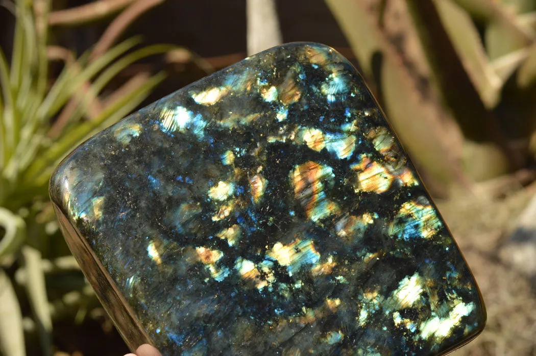 Polished Labradorite Standing Free Form With Spotted Blue & Gold Flash x 1 From Sakoany, Madagascar