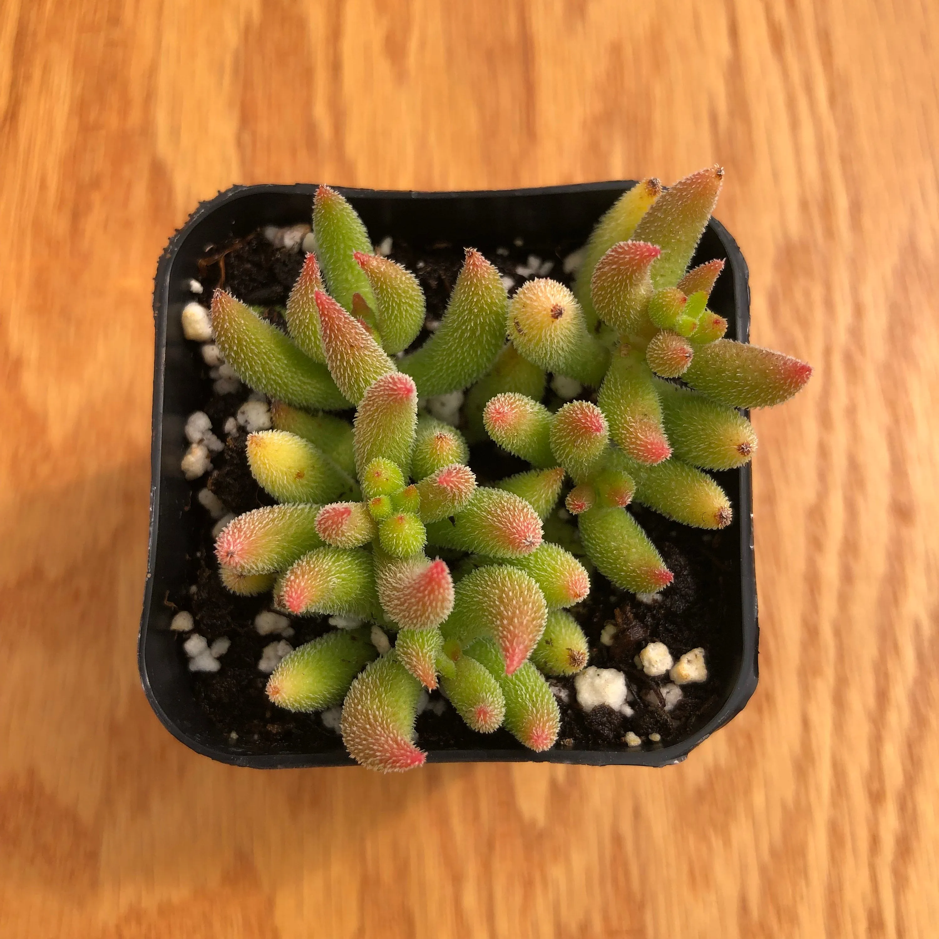 Succulents Crassula Mesembryanthemoides | Live Succulent