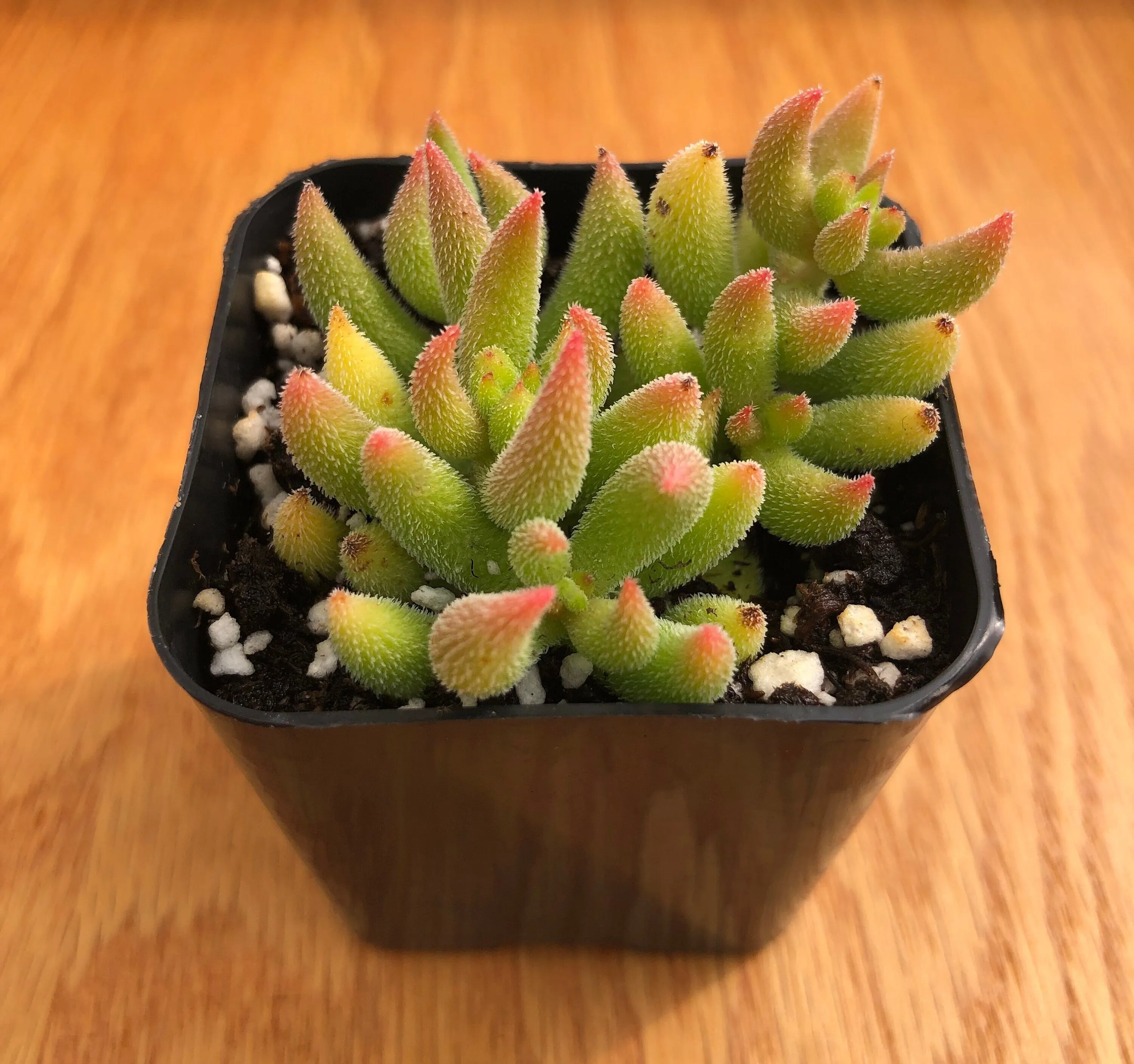 Succulents Crassula Mesembryanthemoides | Live Succulent